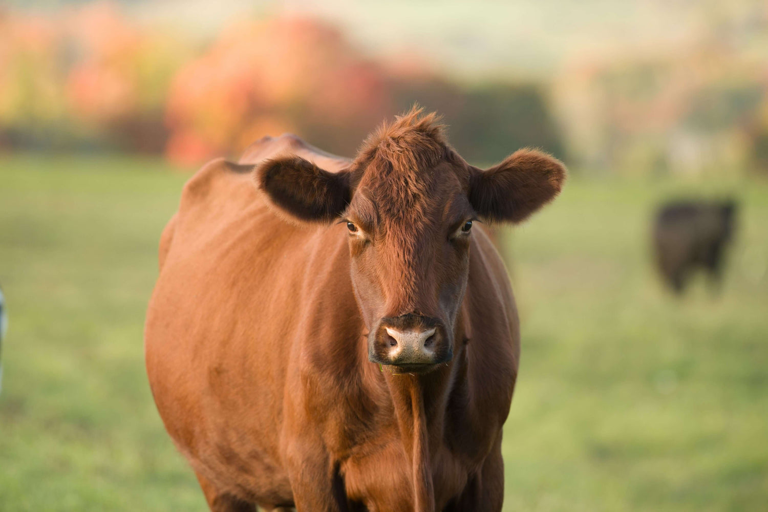 Grass Fed Bison Liver Supplement