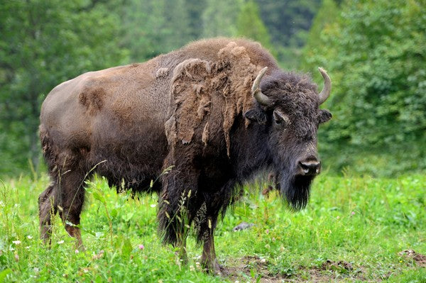 Environmental Benefits of Bison Organ Meat – LGS Supplements